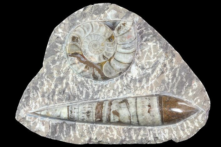 Fossil Goniatite & Orthoceras Display #77216